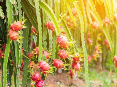 pakistan china partnership transforms saline coastal land into dragon fruit fields pakistan china partnership transforms saline coastal land into dragon fruit fields