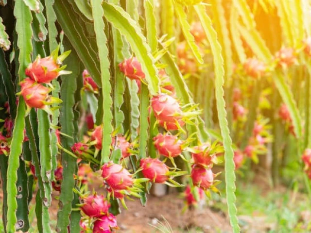 Pakistan, China partnership transforms saline coastal land into dragon fruit fields