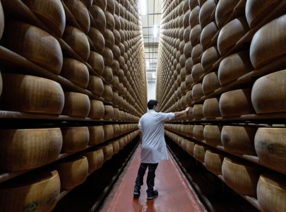 extreme heat threatens italy s parmesan heartland extreme heat threatens italy s parmesan heartland
