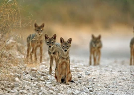 floods ravage fragile wildlife habitats floods ravage fragile wildlife habitats