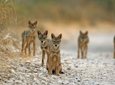 floods ravage fragile wildlife habitats floods ravage fragile wildlife habitats