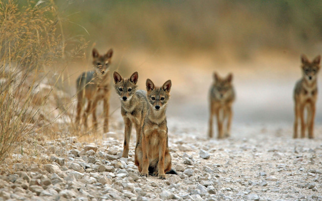 wildlife activists decry poaching of jackals in balochistan wildlife activists decry poaching of jackals in balochistan