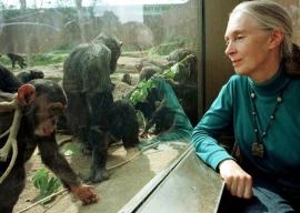 jane goodall remembered worldwide following death at 91 jane goodall remembered worldwide following death at 91