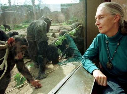 jane goodall remembered worldwide following death at 91 jane goodall remembered worldwide following death at 91