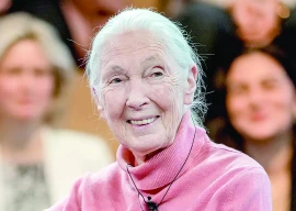 renowned british chimpanzee expert jane goodall dies at 91 renowned british chimpanzee expert jane goodall dies at 91