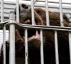 japan deploys troops after record bear attacks japan deploys troops after record bear attacks