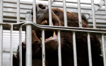 japan deploys troops after record bear attacks