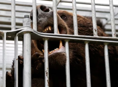 japan deploys troops after record bear attacks