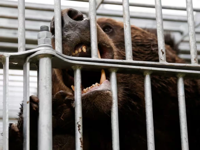 a trapped brown bear in sunagawa hokkaido prefecture authorities in akita prefecture meanwhile say bear sightings have jumped six fold this year to more than 8 000 photo reuters a trapped brown bear in sunagawa hokkaido prefecture authorities in akita prefecture meanwhile say bear sightings have jumped six fold this year to more than 8 000 photo reuters