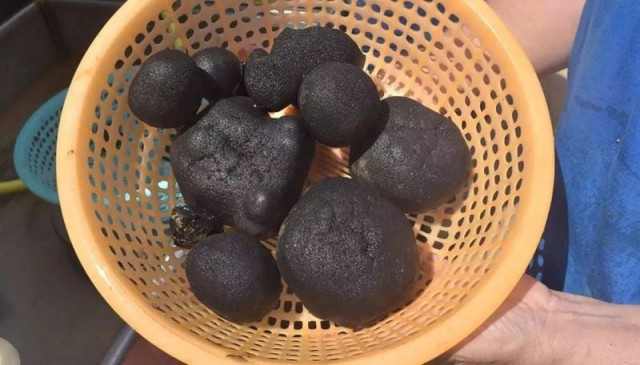 an image shows metallic nodules extracted from deep sea photo nippon foundation an image shows metallic nodules extracted from deep sea photo nippon foundation