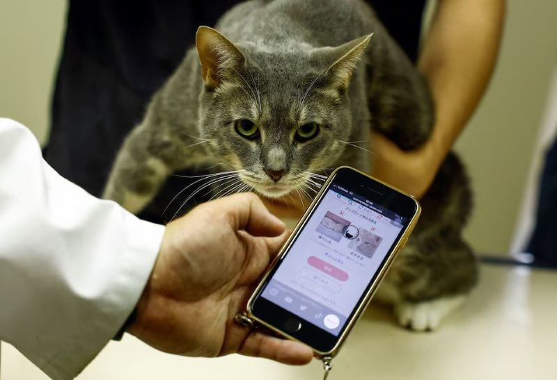 nihon university professor and head of nihon university animal medical center kazuya edamura 49 uses catsme an ai driven smartphone application jointly developed by tech startup carelogy and researchers at nihon university that purports to tell when a cat is feeling pains during an examination to a cat at the medical center in fujisawa south of tokyo japan june 11 2024 photo reuters