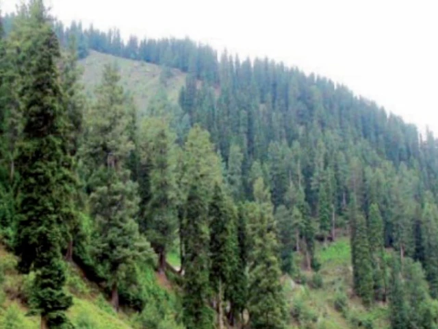 as environmental activists do not want owners to cut forests they must pay back the price of such forestry goods to forest owners in lieu of trees standing as environmental activists do not want owners to cut forests they must pay back the price of such forestry goods to forest owners in lieu of trees standing