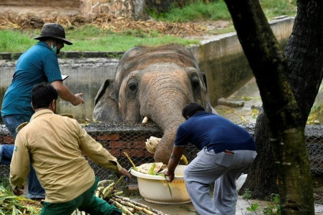 the plight of kaavan an overweight 35 year old bull elephant has drawn international condemnation and highlighted the woeful state of islamabad s zoo photo afp