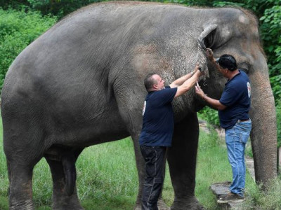 freedom and uncertainty a lonely elephant s journey into a whole new world freedom and uncertainty a lonely elephant s journey into a whole new world