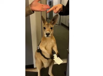 viral ai generated kangaroo video sparks confusion and raises concerns over deepfake content viral ai generated kangaroo video sparks confusion and raises concerns over deepfake content