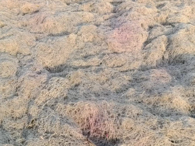 Karachi wakes to a sea-born stench