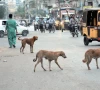 35 die of rabies as dog bite cases cross 200 000