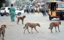 35 die of rabies as dog bite cases cross 200 000 35 die of rabies as dog bite cases cross 200 000