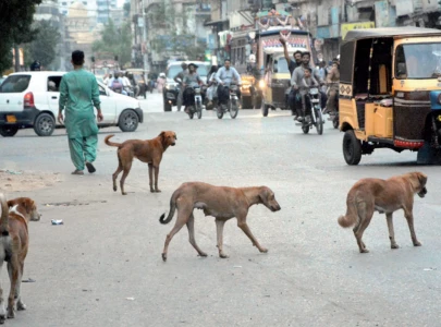 35 die of rabies as dog bite cases cross 200 000 35 die of rabies as dog bite cases cross 200 000