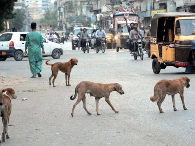 a stark reminder on world rabies day of the urgent need for responsible dog population control and rabies prevention photo jalal qureshi express a stark reminder on world rabies day of the urgent need for responsible dog population control and rabies prevention photo jalal qureshi express