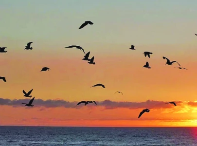 urbanisation is a bird en that karachi cannot sustain much longer urbanisation is a bird en that karachi cannot sustain much longer