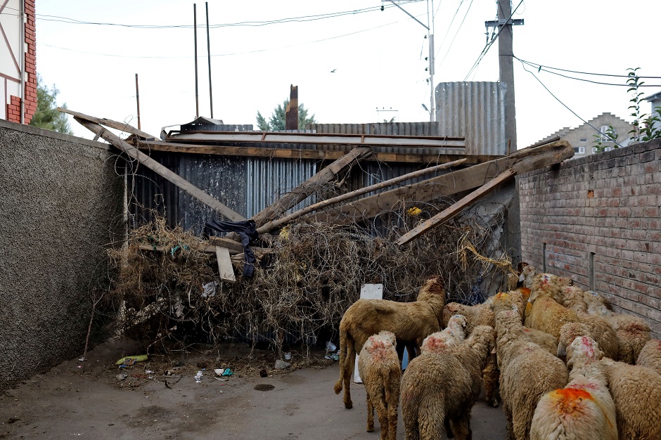 A herd of sheep pass through a barricade set up by the residents to prevent Indian security forces from entering Anchar neighbourhood. PHOTO: REUTERS