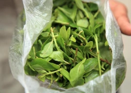 greece seizes record amount of narcotic leaf greece seizes record amount of narcotic leaf