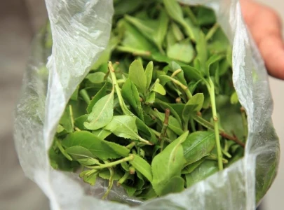 greece seizes record amount of narcotic leaf greece seizes record amount of narcotic leaf