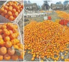 kinnow growers seek better prices