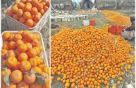 kot momin has been famous for its kinnow orchards photo express