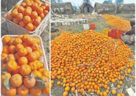kot momin has been famous for its kinnow orchards photo express