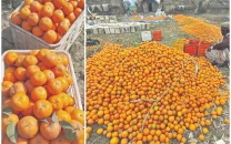 social media revives kinnow sales in kot momin