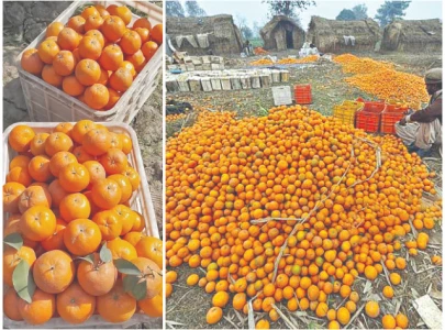 social media revives kinnow sales in kot momin