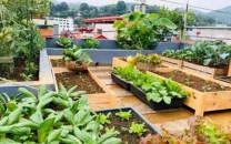 kitchen gardens take over rooftops and balconies