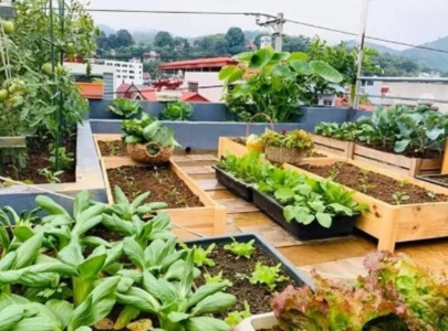 kitchen gardens take over rooftops and balconies kitchen gardens take over rooftops and balconies
