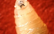 flesh eating parasite threat prompts texas disaster declaration as officials warn of serious risk