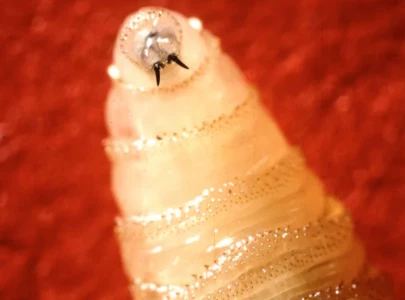 flesh eating parasite threat prompts texas disaster declaration as officials warn of serious risk