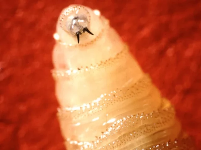 photo ap news photo ap news