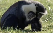 endangered monkey gives birth after surgery saved her foot from amputation