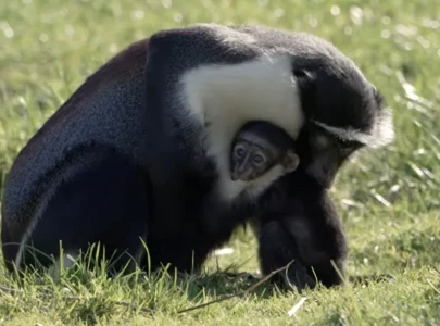 endangered monkey gives birth after surgery saved her foot from amputation