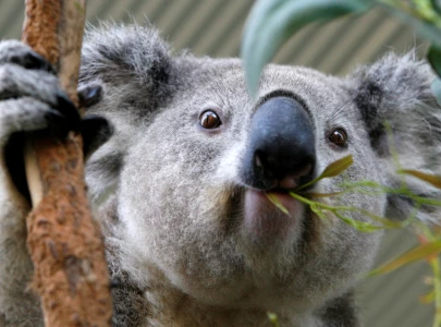 koala dies after being tied to vehicle and dragged in brazen attack