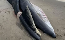 40 foot whale washes ashore in nyc as experts track rising strandings along east coast