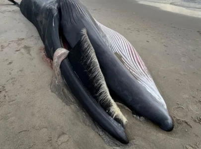 40 foot whale washes ashore in nyc as experts track rising strandings along east coast