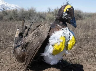 wyoming conservation effort uses robot birds to protect threatened sage grouse