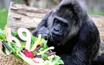 world s oldest gorilla in captivity fatou celebrates 69th birthday with special diet