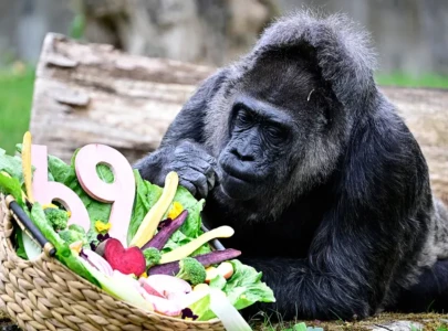 world s oldest gorilla in captivity fatou celebrates 69th birthday with special diet