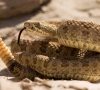 snake encounters rise as urban sprawl squeezes natural habitats