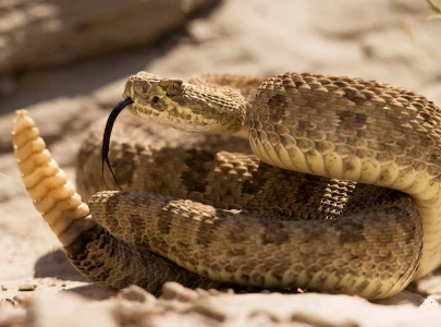 snake encounters rise as urban sprawl squeezes natural habitats snake encounters rise as urban sprawl squeezes natural habitats