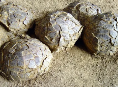 scientists discover 72 million year old dinosaur eggs in extraordinary find in france