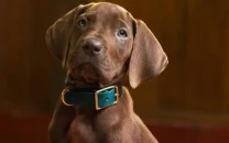 live action scooby doo series unveils star studded cast including mckenna grace paul walter hauser